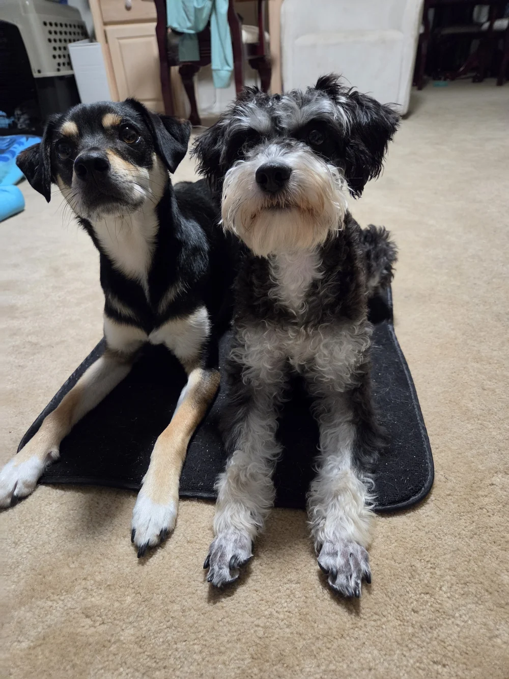 Padded Black Mat for Pets - Rest Pad